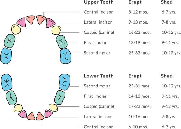 Tooth eruption and shedding chart